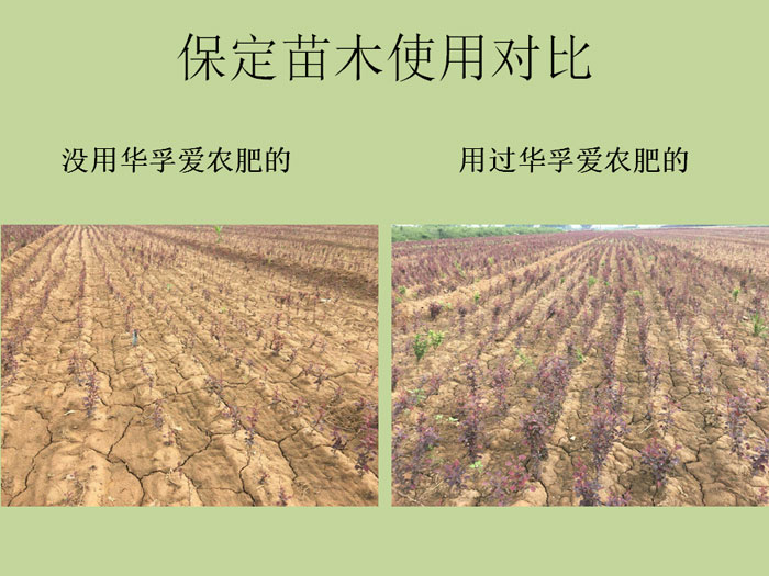 保定苗木使用对比