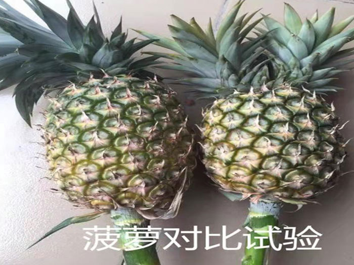 菠萝对比实验