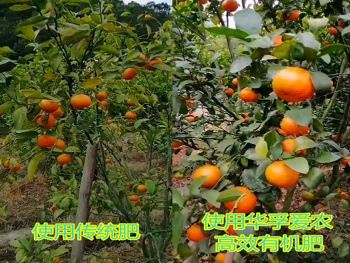 砂糖橘对比实验