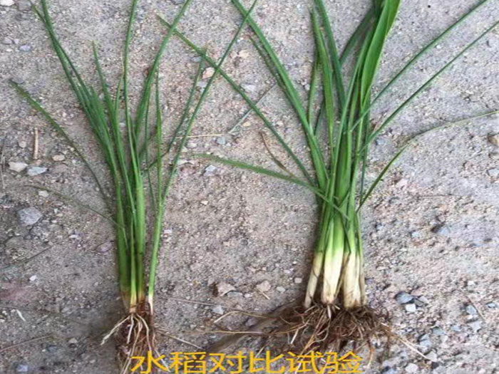 水稻对比实验